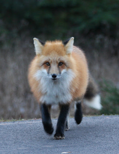red fox face