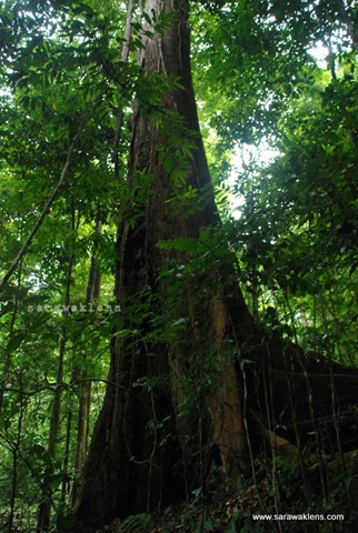 gunung_gading_summit_hike_09