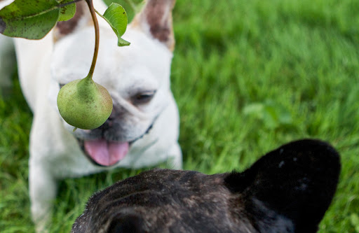 Sharkey, there are lots of pears on these trees. Pears are among the most popular fruits in the world, and it’s no wonder why! They are an excellent source of fiber and a good source of vitamin C for only 100 calories per serving. Sharkey, there are lots of pears on these trees. Pears are among the most popular fruits in the world, and it’s no wonder why! They are an excellent source of fiber and a good source of vitamin C for only 100 calories per serving.