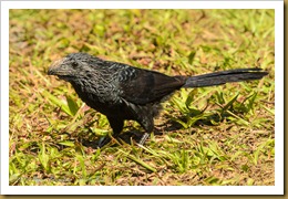 Groove-billed Ani - Crotophaga sulcirostris, 