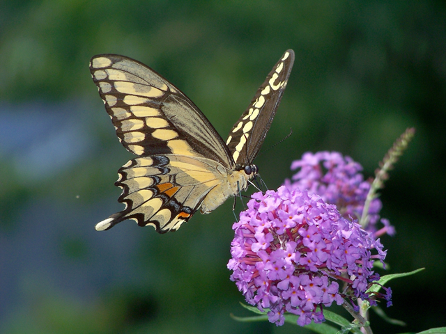 The Giant Swallowtail, a southern butterfly historically only seen as an occasional stray in New England, has been present in conspicuously high numbers in Massachusetts in recent years, with scores of reports in 2011 and 2012. It may now be breeding in the commonwealth. This individual was photographed 15 August 2012 in Westport, MA. Frank S. Model