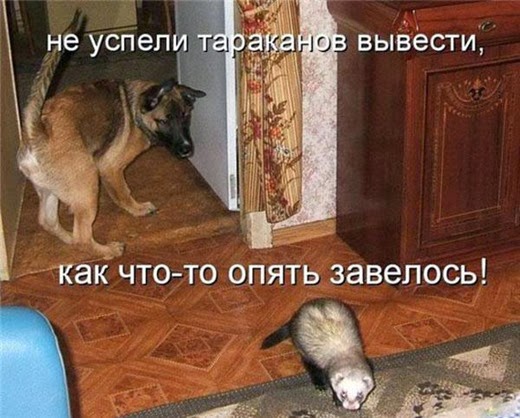 [1254743405_1254647182_1254472333_12%5B3%5D.jpg]