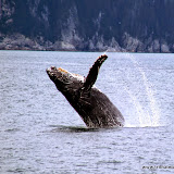 Um bando de baleias Jubarte fazendo seu espetáculo - Kenai Fiordes
