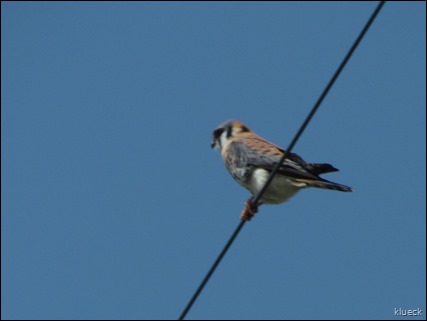 Kestrel?