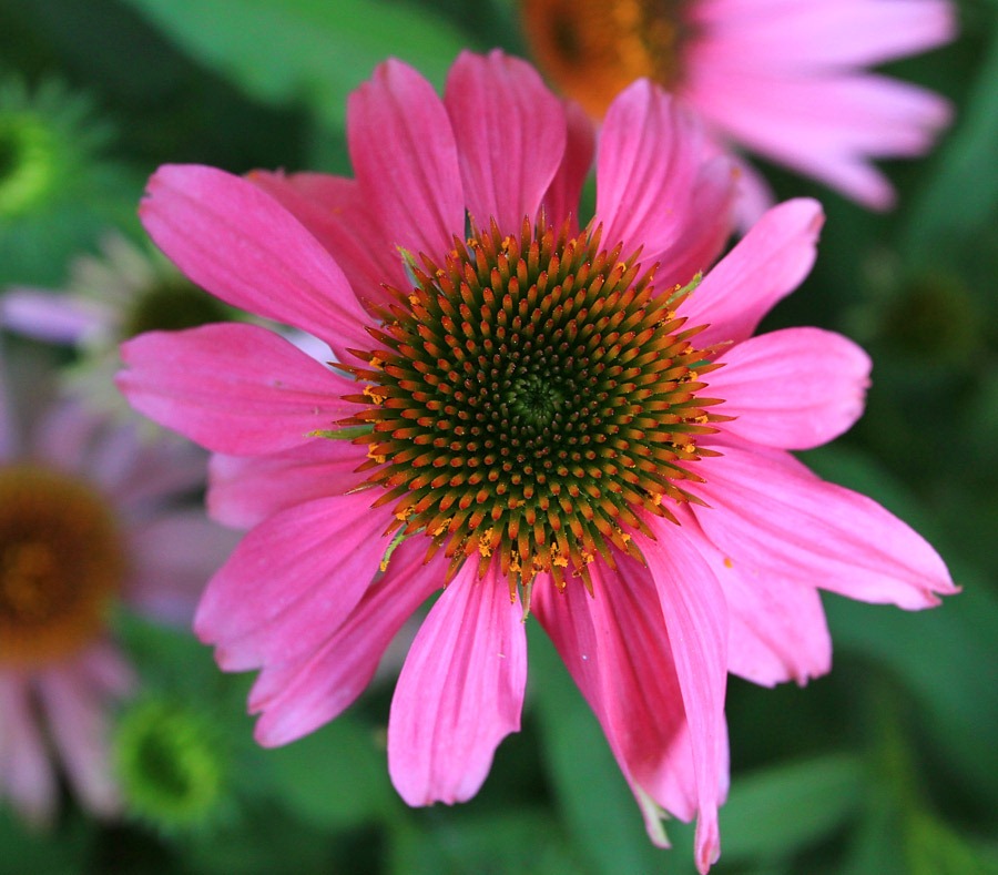 [120615_Echinacea-Kims-Knee-High_05%255B3%255D.jpg]