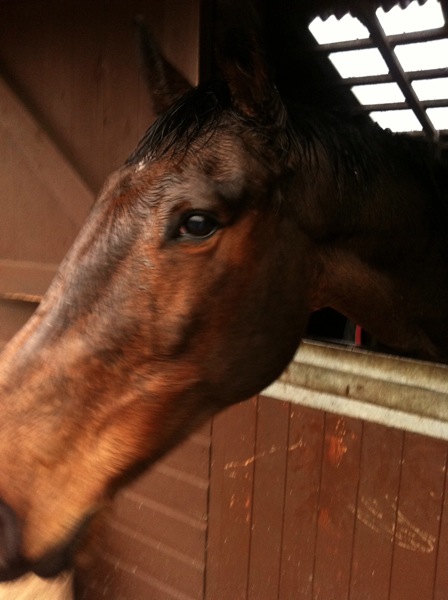 Topaz in his stable