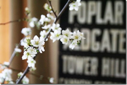 blossom spring2