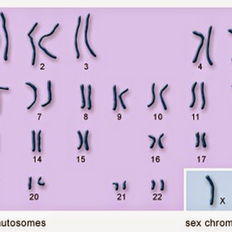Mr 10 Divergence Betwixt Autosomal As Well As Sexual Activity Chromosomal Disorders
