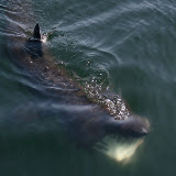 Basking shark