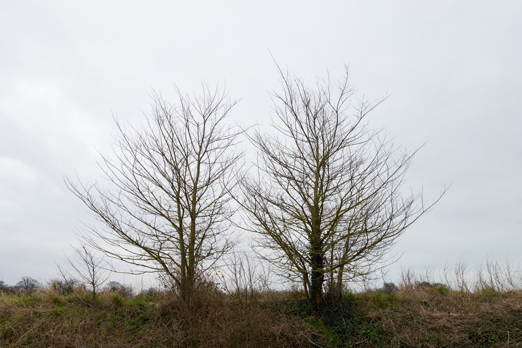 [8_Trees%2520263%2520ecopy%255B5%255D.jpg]