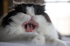 You will see that I have some very serious looking teeth!  Get the point?