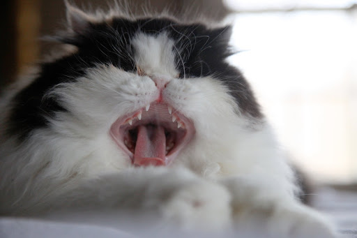 You will see that I have some very serious looking teeth!  Get the point?