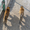 068 - Siberian Tiger Park.JPG