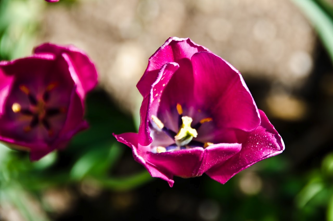 Tulips Istanbul