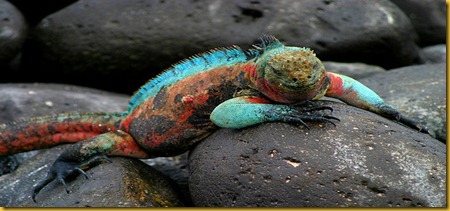Foto Galapagos Lizard Lucertola 2 Foto Galapagos Lizard Lucertola 2