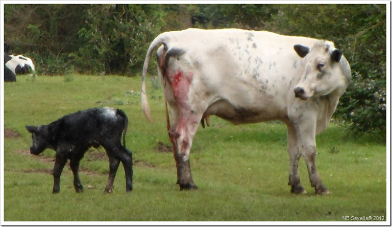 SAM_1623 New born SAM_1623 New born