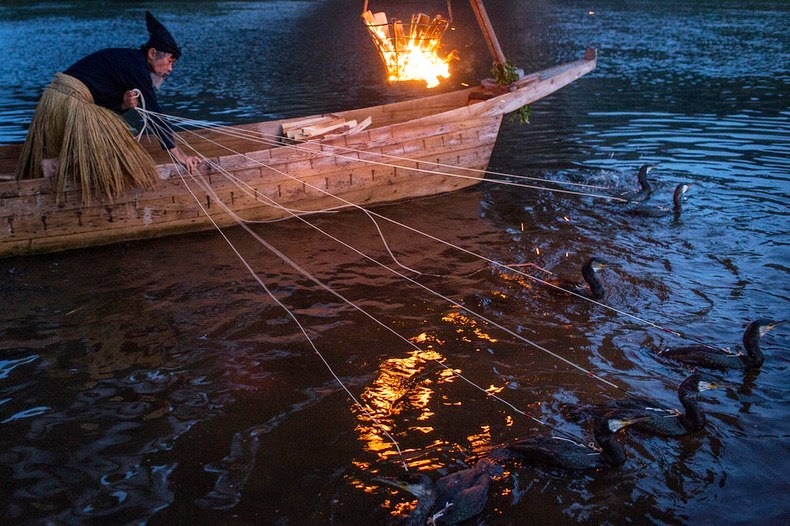 cormorant-fishing-14