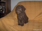 Cachorrita en el sof&aacute; para que le hagan la foto...