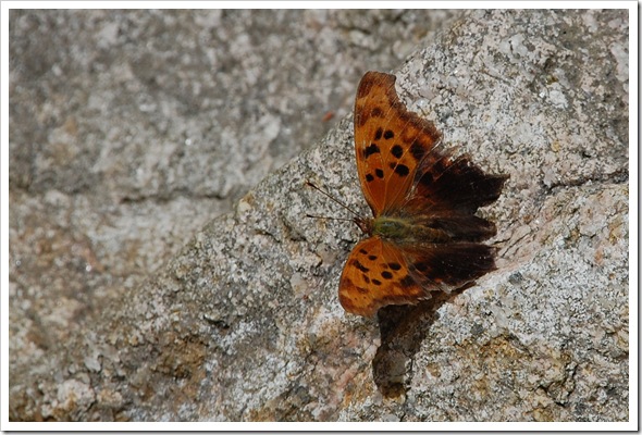 comma or question mark