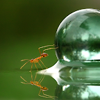 Macro world