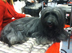 Skye Terrier