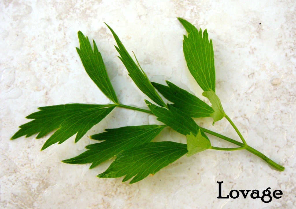 [Lovage%25201%255B7%255D.jpg]