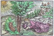 Woodcut 32 From The Prognostications Of Paracelsus