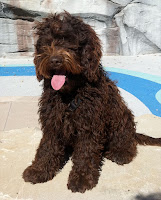 Sire GorgeousDoodles Rocky Rockwell Rok
