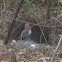 Great Bowerbird