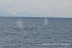  &ndash; Two sperm whales close