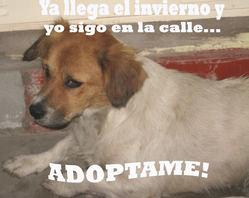 perrito de la calle copia.jpg