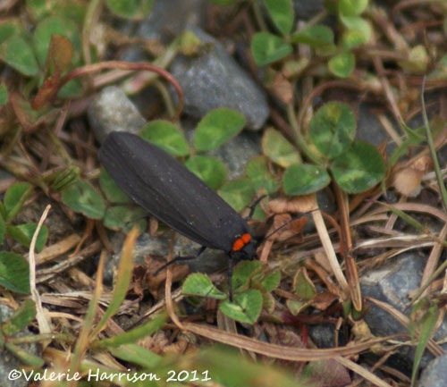 [red-necked-footman%255B2%255D.jpg]