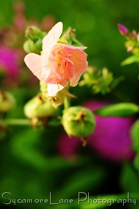 hollyhock bloom-w