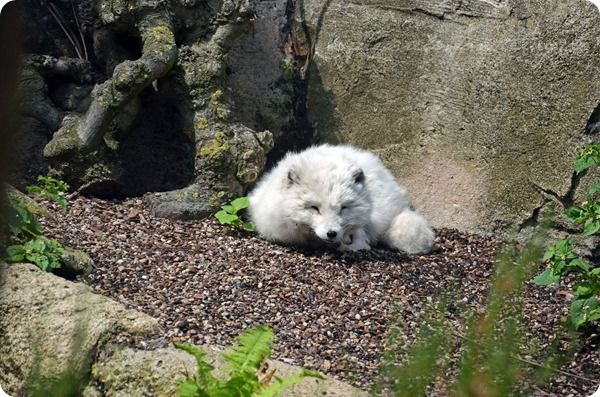 Wremen 20zwölf Tag 6 Zoo am Meer - Polarfuchs (2)