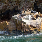 A family of Sea lions