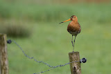 Marbled Godwit - Roden, the Netherlands