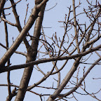 荒戸〜鳥飼八幡宮