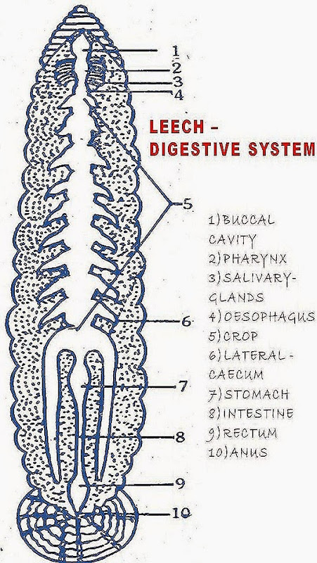 HIRUDINARIA-digestive-system