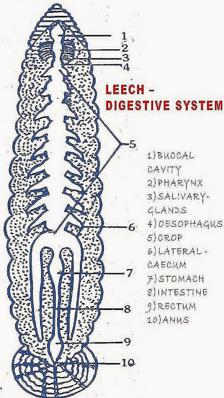 High School Application Essay Examples Synthesis Essay Topic Ideas also Importance Of English Essay Digestive System Essay Outline Federalism Essay Paper