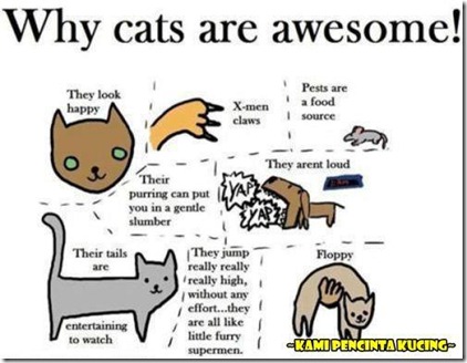 Blog Prasan Best Ko Ader Ada Apa Dengan Kucing
