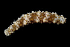 Holothuria pervicax. Kosrae, Federated States of Micronesia.