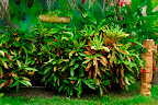 Surf House El Zonte - giardino