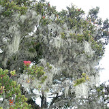 Argopuro summit vegetation and Hindu relics near the summit (Wolfgang Piecha, May 2006) Argopuro summit vegetation and Hindu relics near the summit (Wolfgang Piecha, May 2006)