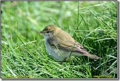 Bempton RSPB  - Spring