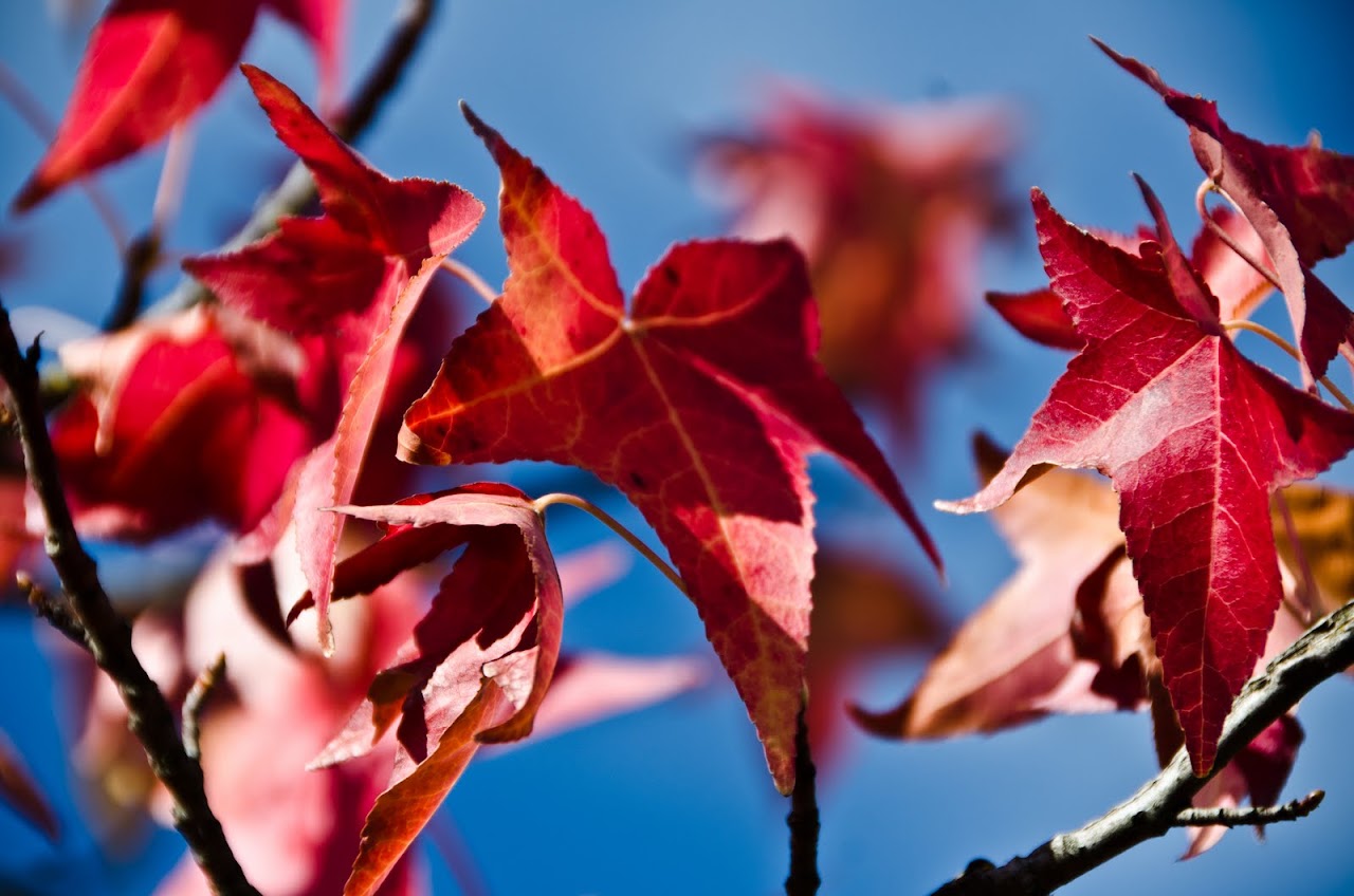 Leaves in Tuscany
