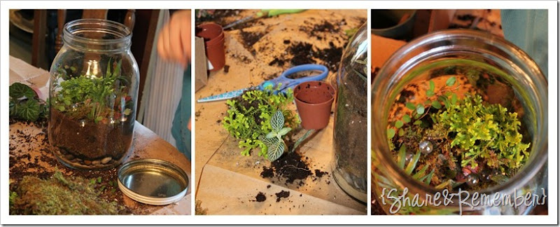 making terrariums