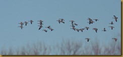 - Canada Geese Flock D7K_1121 December 22, 2011 NIKON D7000