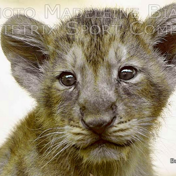 VARIOUS WILDLIFE PHOTO SHOW