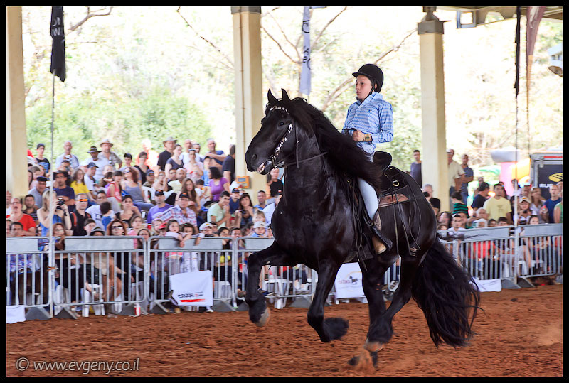 il/Фото: Stallion Show 2011 (20110416 stllion show 091 2438)