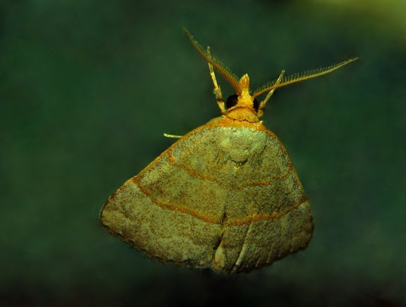 Hétérocères d'Australie - Crambidae : Pyraustinae : Notarcha chrysoplasta MEYRICK, 1884 (??). Umina Beach (New South Wales, Australie), 15 avril 2011. Photo : Barbara Kedzierski